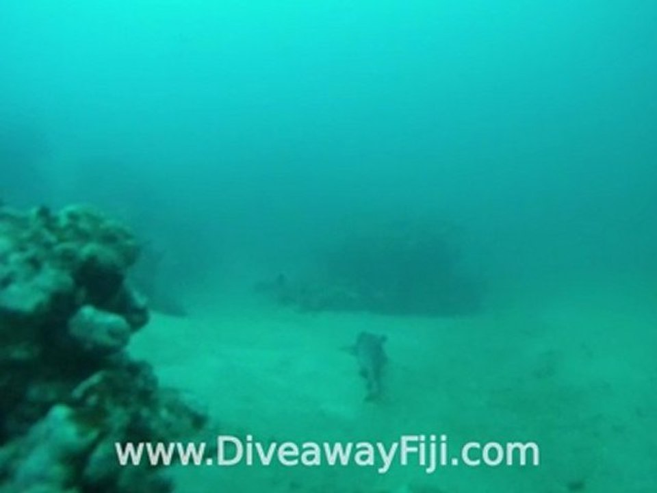 Whitetip sharks chllin' on Stingray site on Coral Coast Fiji