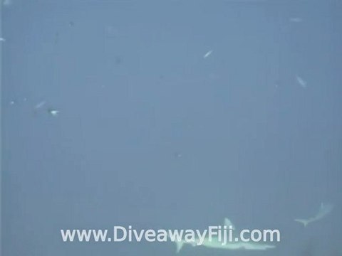 Grey Reef Sharks on dive site Fanny Hill, Coral Coast, Fiji