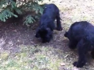 Karly et Karlina du Pont de la Sambre ou les "2 K" en plein travaux de terrassement dans leur jardin de Lyon!