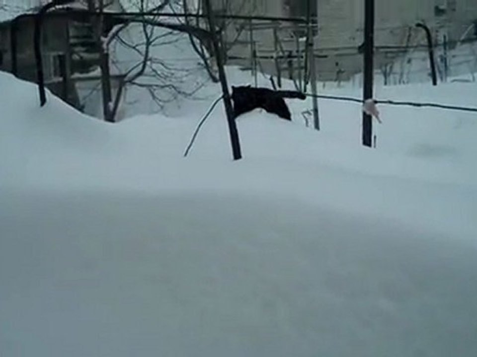 un chat dans la poudreuse