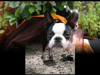 Boston Terrier Lola Photos