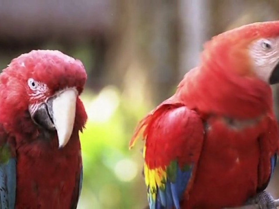 Le Pérou 3/3, l'Amazonie