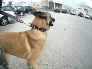 EDUCATION MALINOIS 13