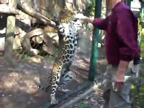 Zoo Fail : Comment ne pas nourrir un félin ?