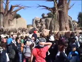 Elefantes disfrutando de la tarta del 4º Aniversario de Bioparc Valencia