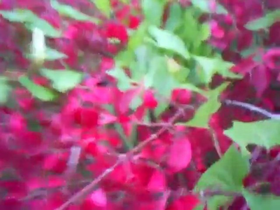 parc des fleurs