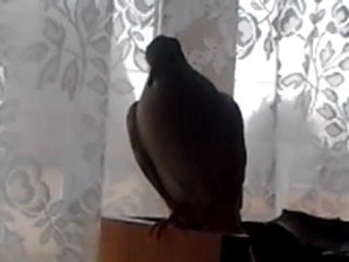 video-2012-02-26-14-24-33