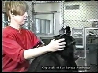 Maymun insanların söylediklerini anlıyor ve cevap veriyor