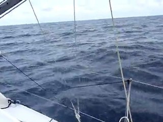 Pornic Baiona (dauphins)