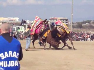 Deve Güreşler 1 "Antranörlü"  (Mustafa Dinç)