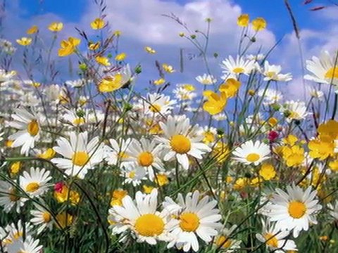 Turkish Tango: Papatya Gibisin Beyaz ve İnce... [You`re like a Daisy, white & delicate...]