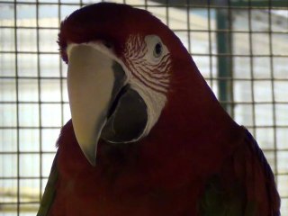 La foire aux oiseaux de Pontivy 2012