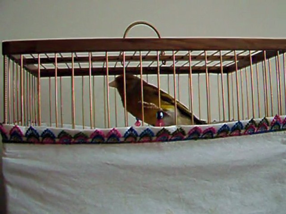 saka melezim 1