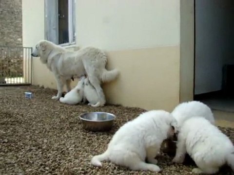 chiots gala 6 semaines