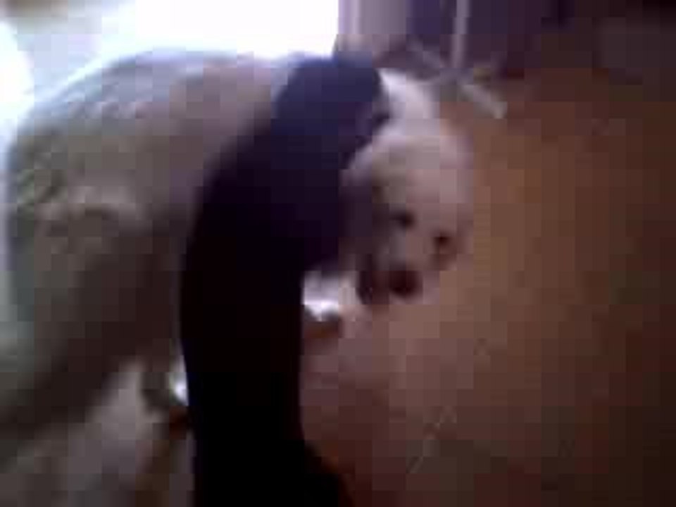 Chien_homo2