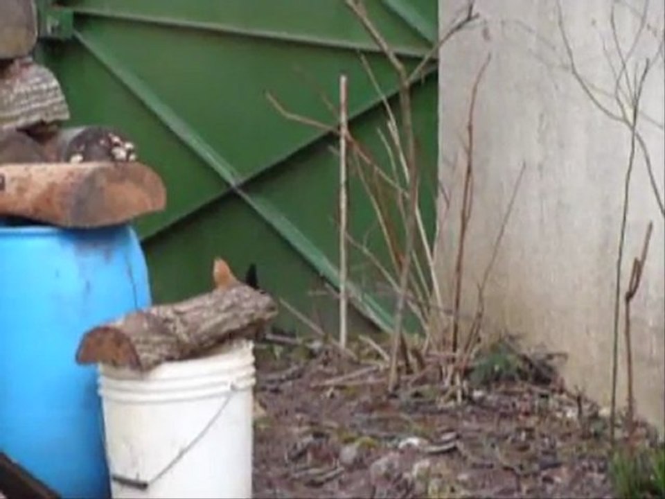 Les aventures de Dame poule 0001