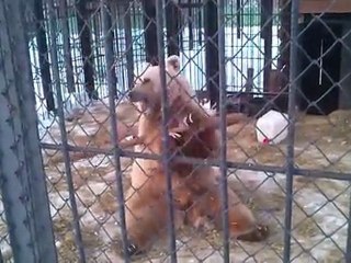 Cet Ours fait du Kung-Fu ?