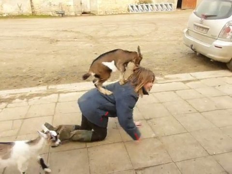 hélèna et ses biquettes