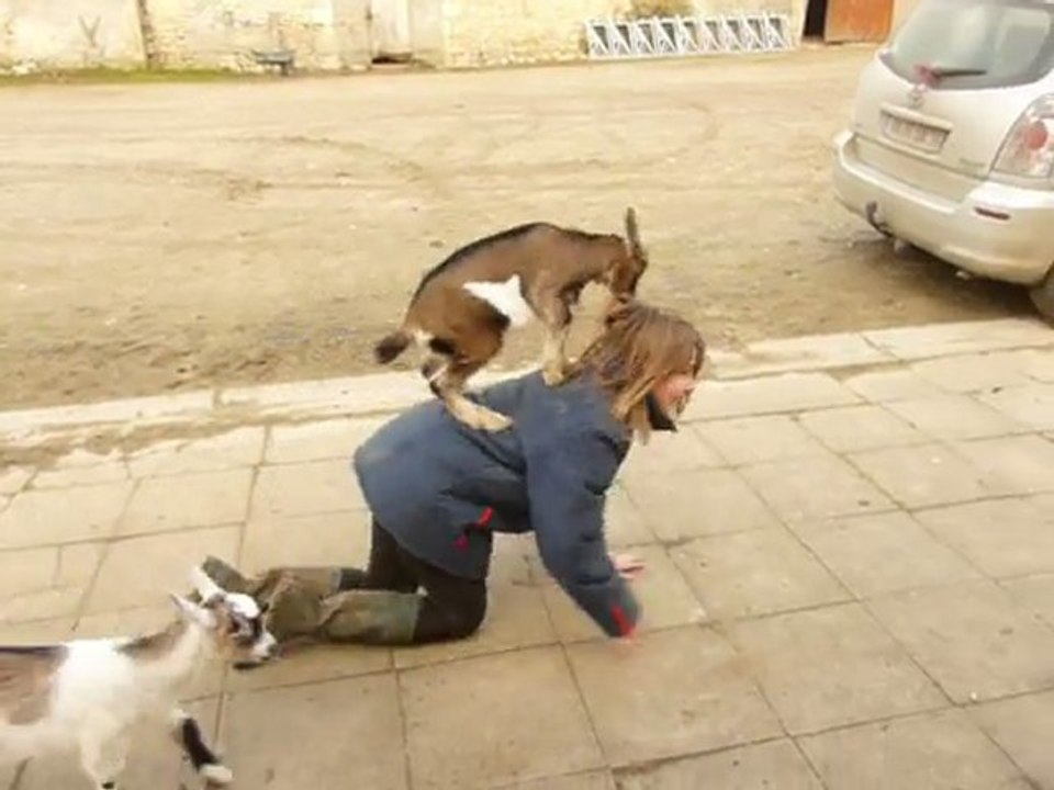 hélèna et ses biquettes