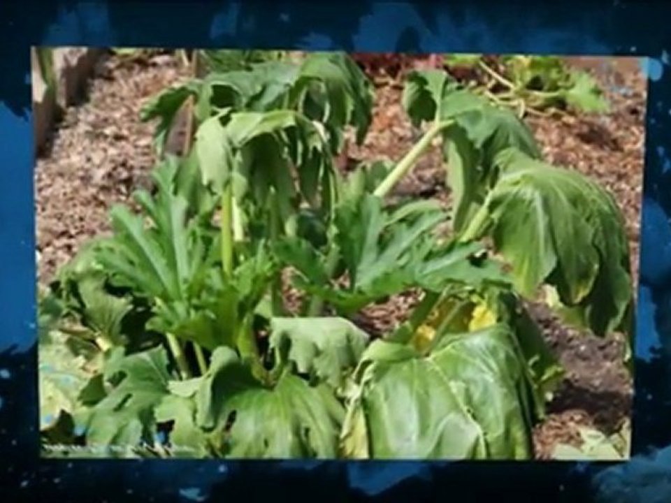 Hydroponics Nova Scotia Greenhouse Hydroponics Nova Scotia