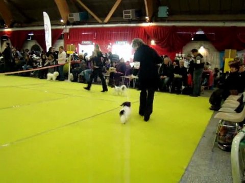 Exposition internationale de Bourg en Bresse : Coco Chanel du Bois d'Eden (Phalène)