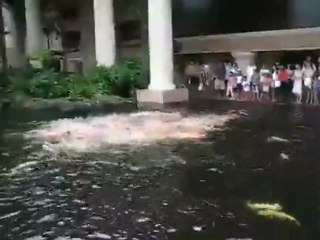 Feeding time at the Koi pond !