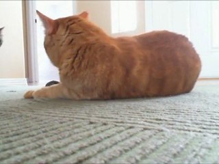 Two Cats One Catnip Ball - Funny!