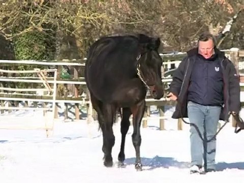 Diamond Green, étalon au Haras des Granges