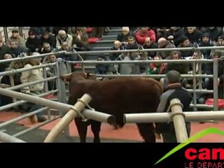 Station d'évaluation de la race Salers