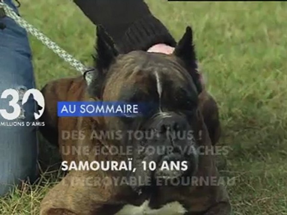 Sommaire émission 30 Millions d'Amis 4/3/2012