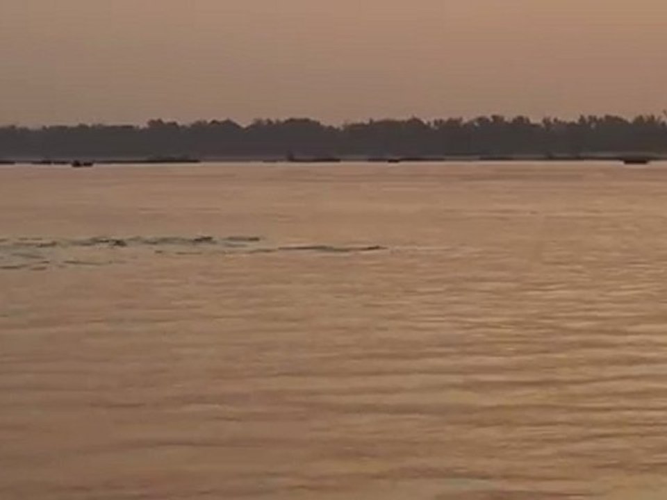 dauphins de l'irrawaddy