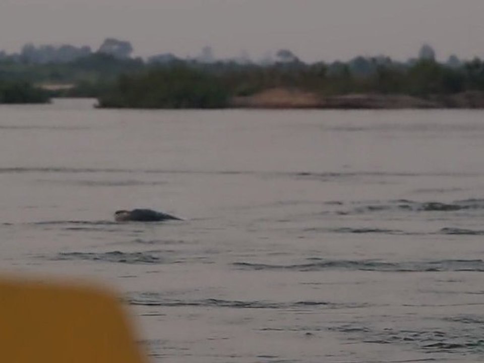 dauphins de l'irrawaddy