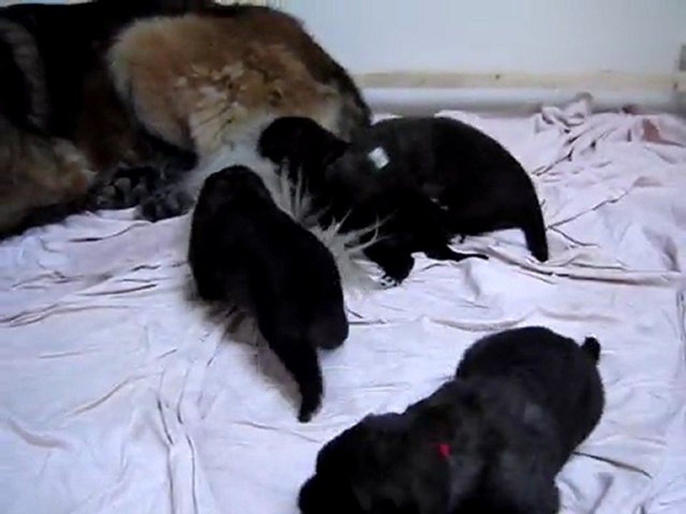 Bébés Leonberg de Aymie-Montana de la forêt d' Oxalis et Aviston des neuf grains d' Or