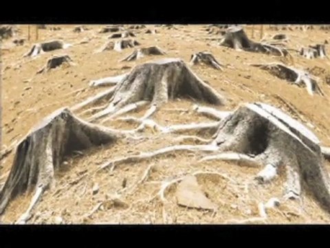 Tonsured - Olive Crown Green Hungama 2012