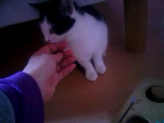 Anémone et Camélia