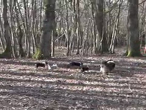 chiots colleys stuarts de boisbelle 6 semaines ( fidgie's dream paradies du domaine de jean-vinceanne, x Brihow bon voyage De cathyja