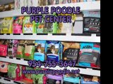 PURPLE POODLE  Purple Poodle Pet Center, 954-755-3647 Wheaten Groomer Shitzu, Poodle, Care. Coral Springs, Fl, www.purplepoodle.net, Pet Supplies Boarding, Dog Groomer, Pet Store. Purple Poodle Coral Springs Dog Grooming.