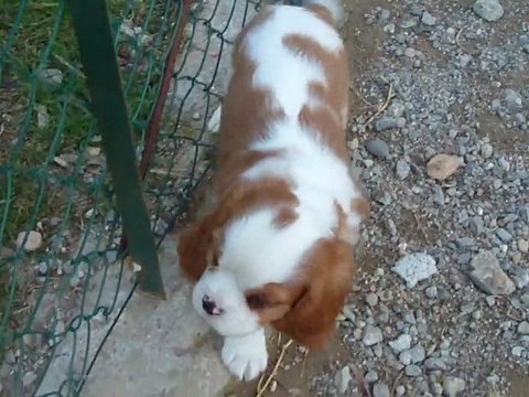 006 Femelle blenheim spot cavalier portée Sissi x Callaghan