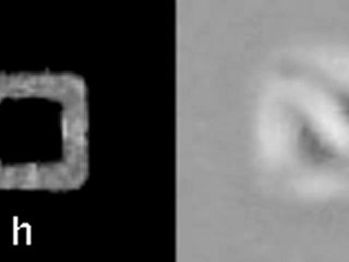 La physique de l'organisation des cellules