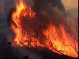 Chile forest fires rip through dozens of homes