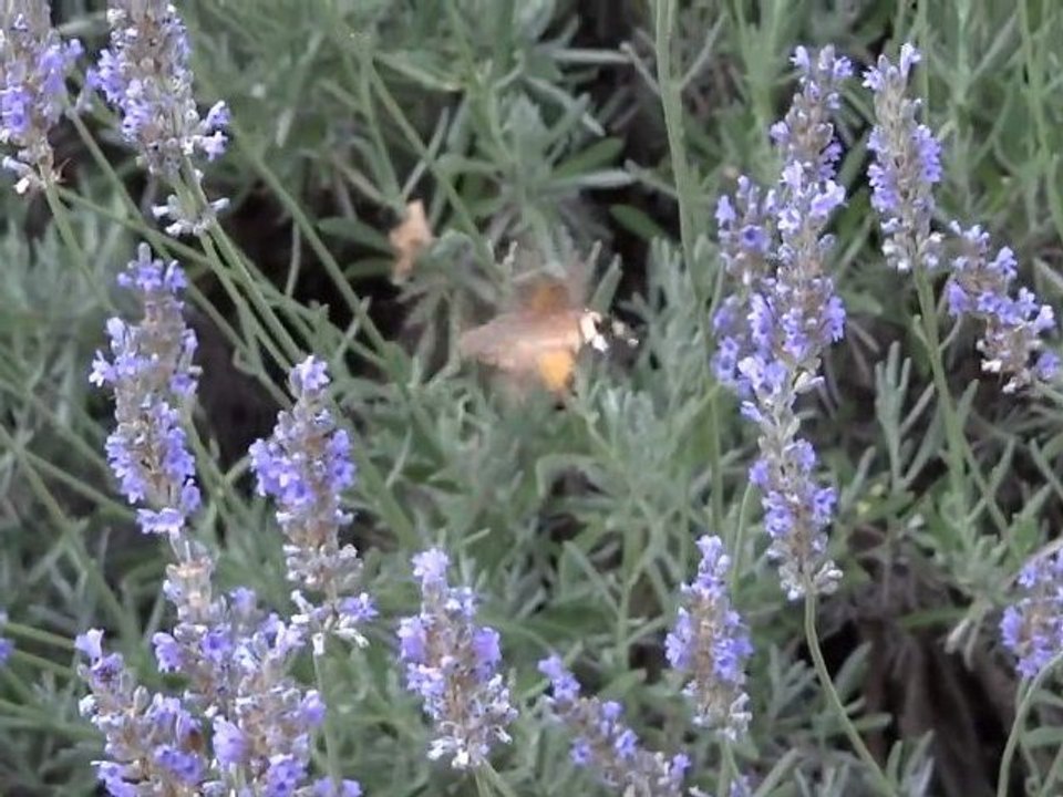 The Sphinx Flight  Humming-bird Hawk-moth  Moro-Sphinx Linné Full HD LFTA 2011