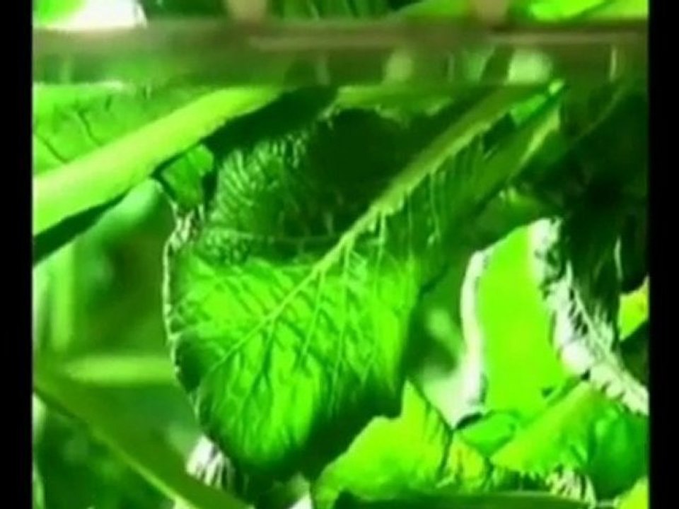 Human Unity - Here's to now