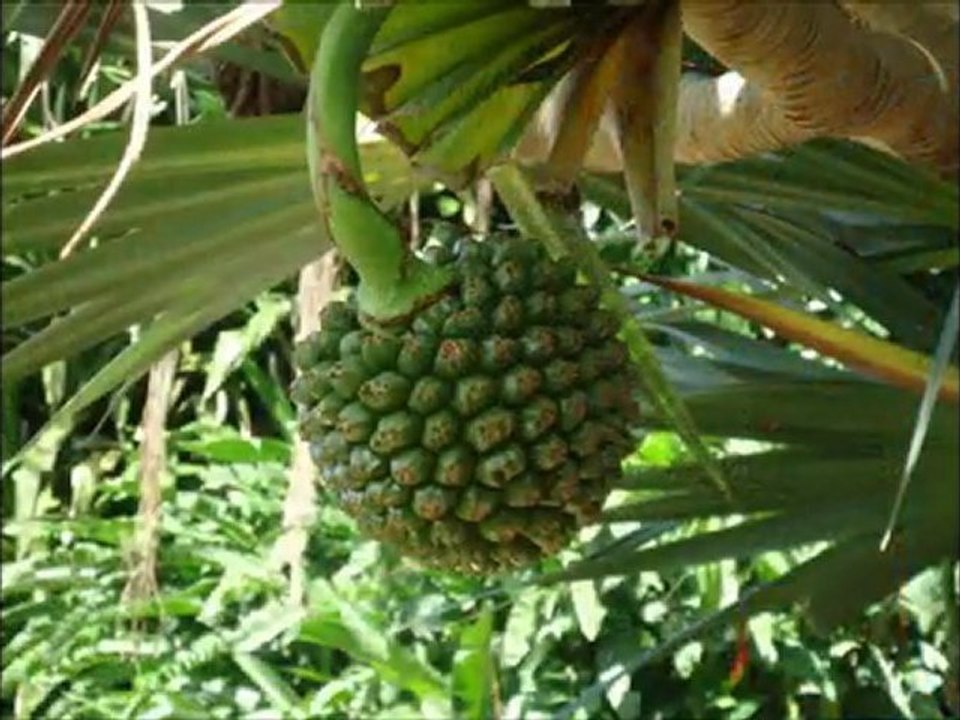 Jardin botanique Deshaies.