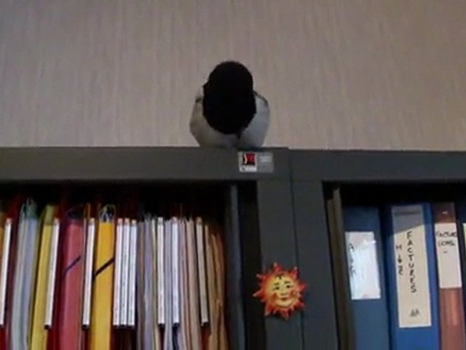 Une pie dans la mairie