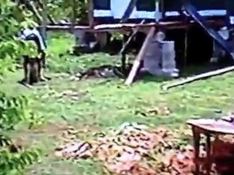 TURTLEMAN N IS DOG FIFI IN JAMAICA, TURTLEMANTV