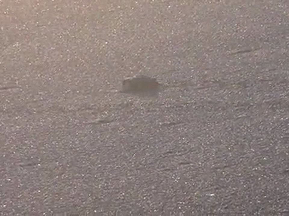 GUATEMALA- Monterrico: Les petites tortues qui tentent de prendre le large!