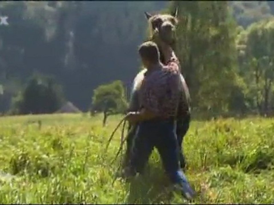 Die Pferdeprofis, Teil 2