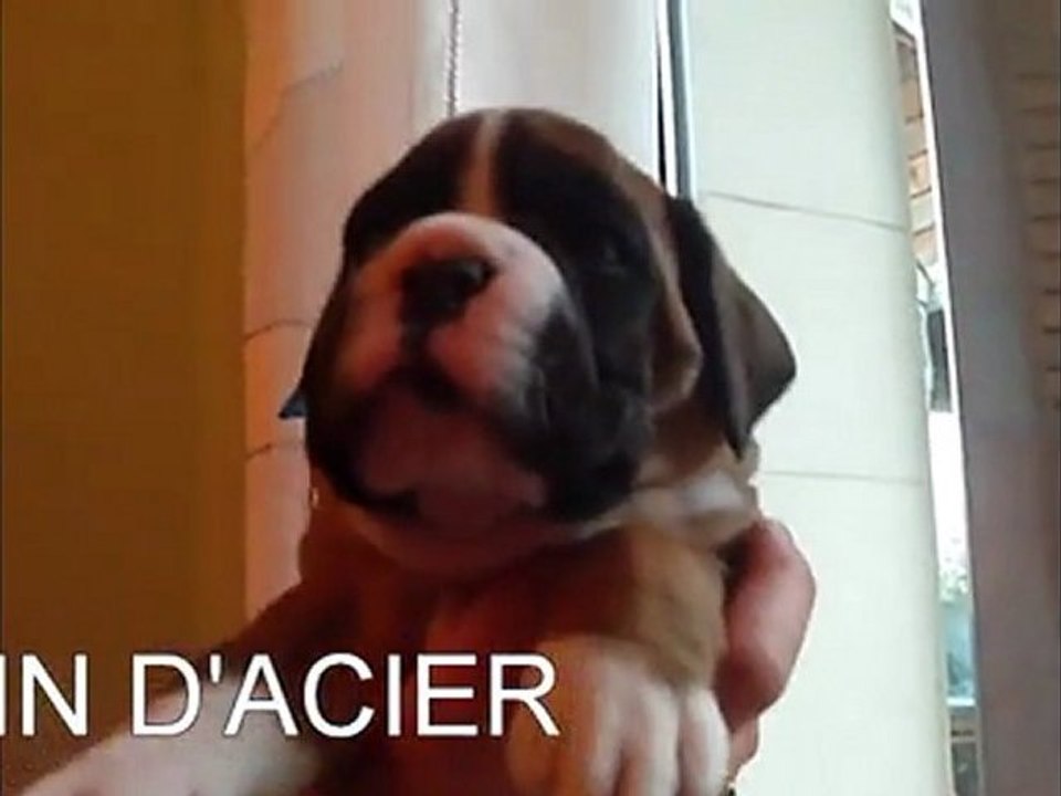 EDGAR DES PRES NOUVEAUX x DORIS DU LAOUVAS (1 mois)