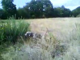 Casa de Juno Flamenco Dancer "Vega" Prp. El Bosque de Lugh Weimaraners