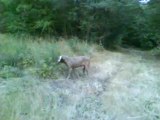 Argan del Bosque de Lugh ( Weimaraner in point ) Prop. El Bosque de Lugh (Spain)